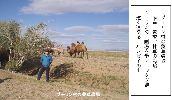 薬草農場を歩くラクダの群れ